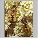 Vespula vulgaris - Gemeine Wespe 04.jpg
